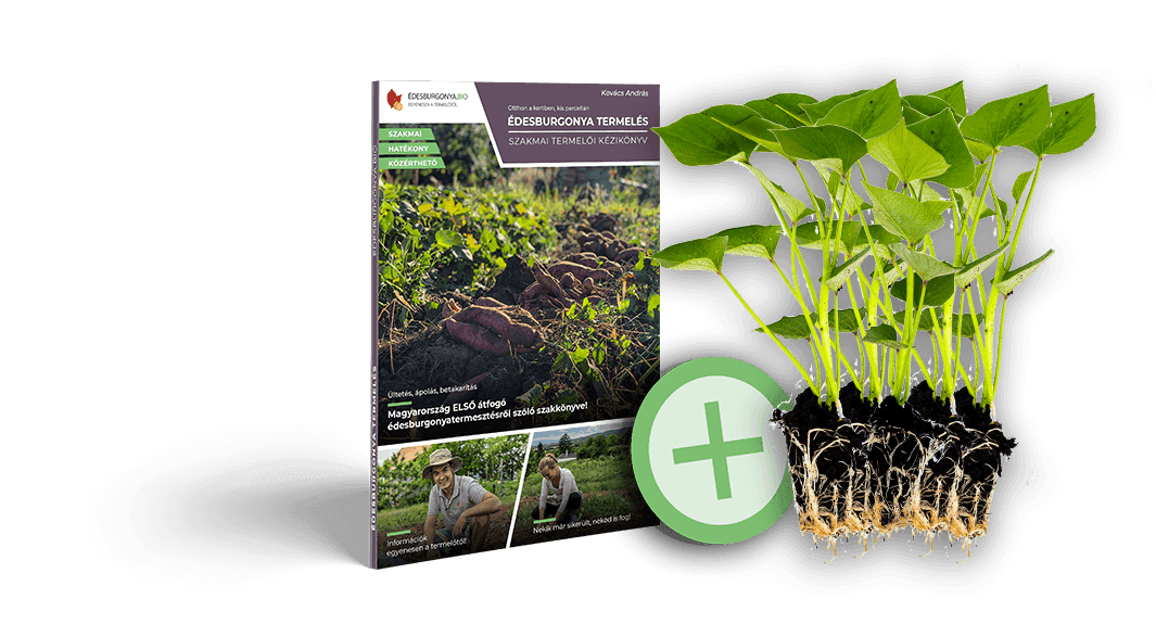 Édesburgonya palánta kézikönyv